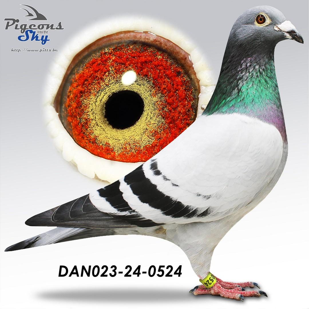 De 524