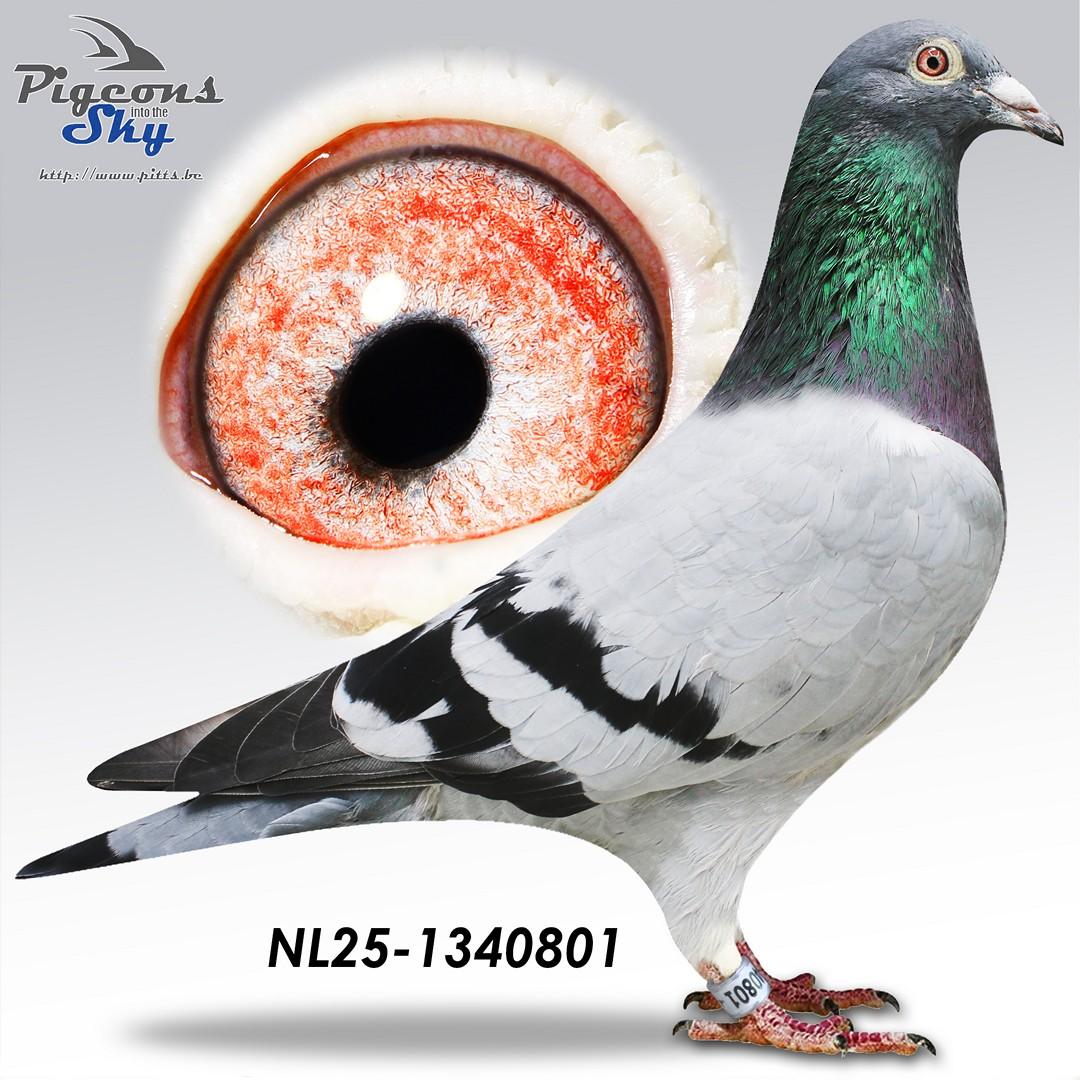 De 801