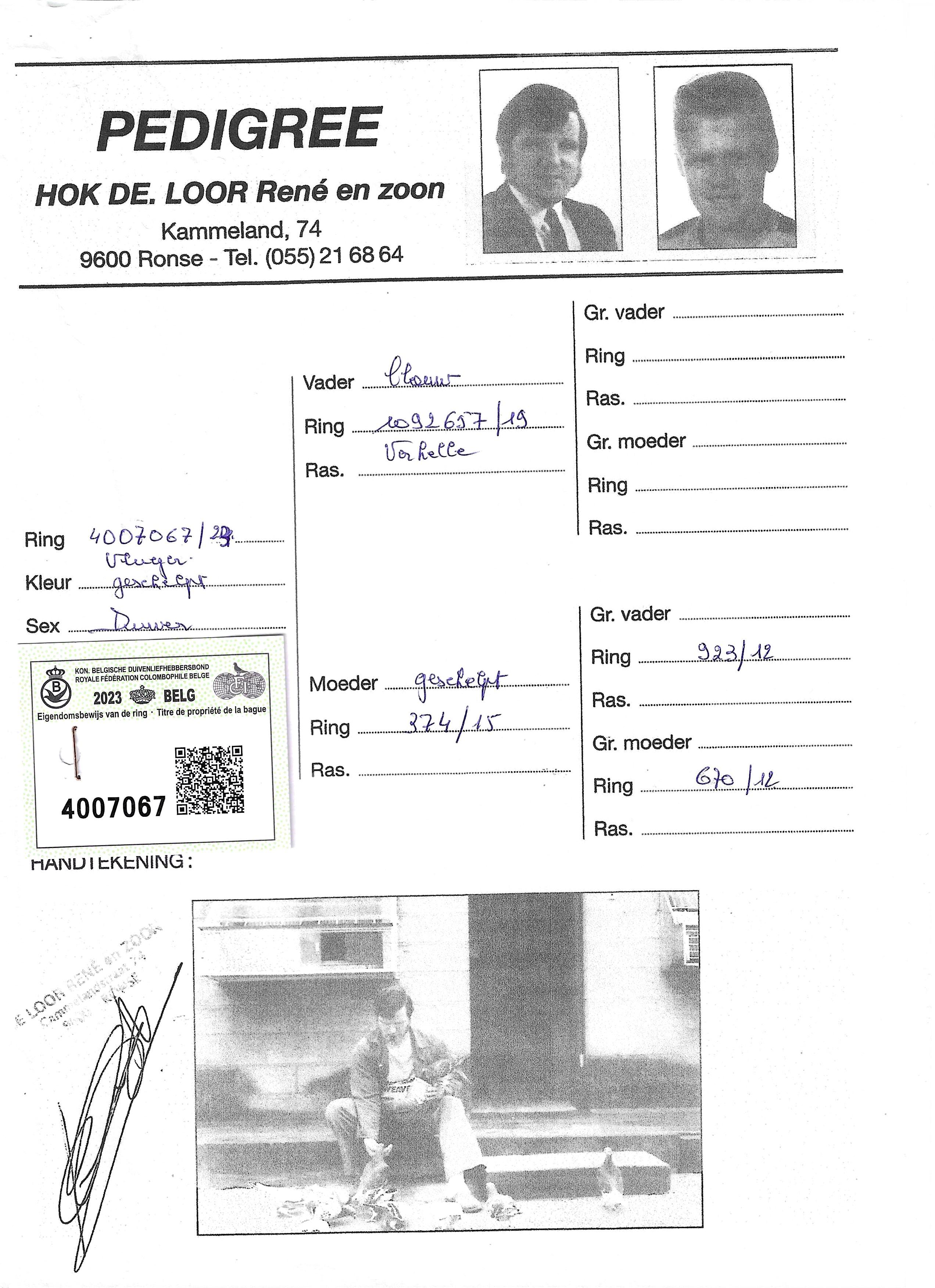 pedigree De Loor 067
