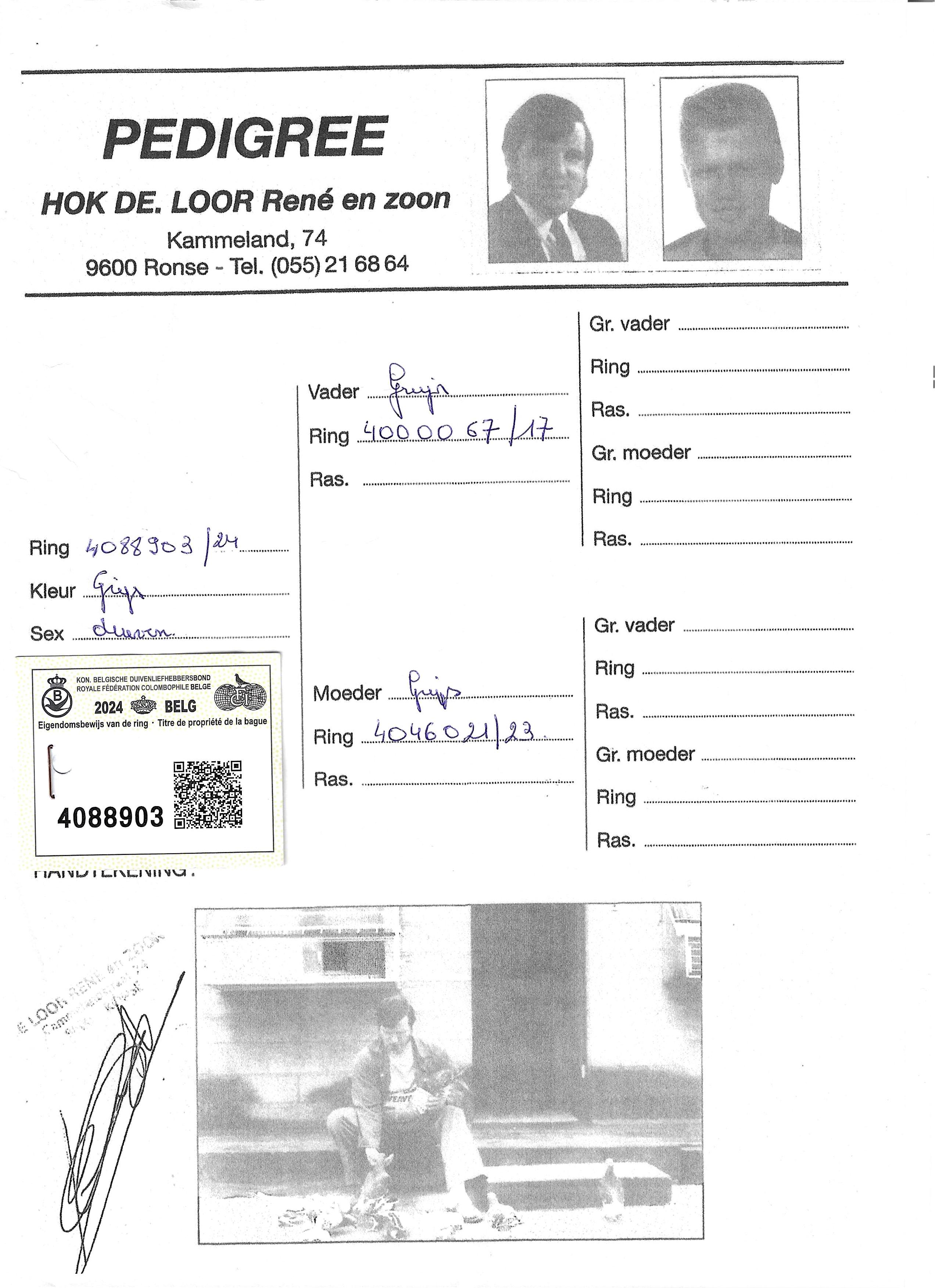 pedigree De Loor 903