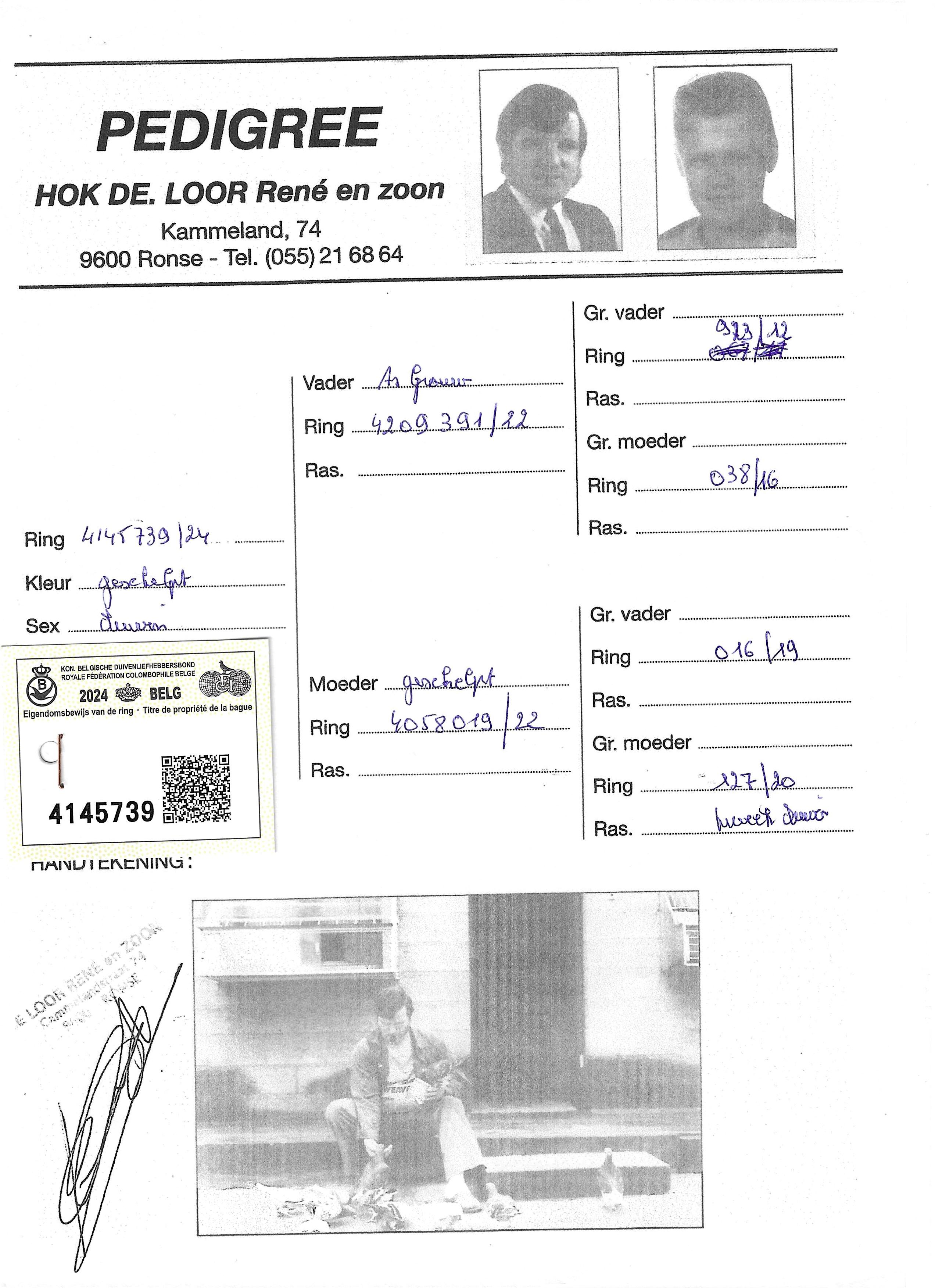 pedigree De Loor 739