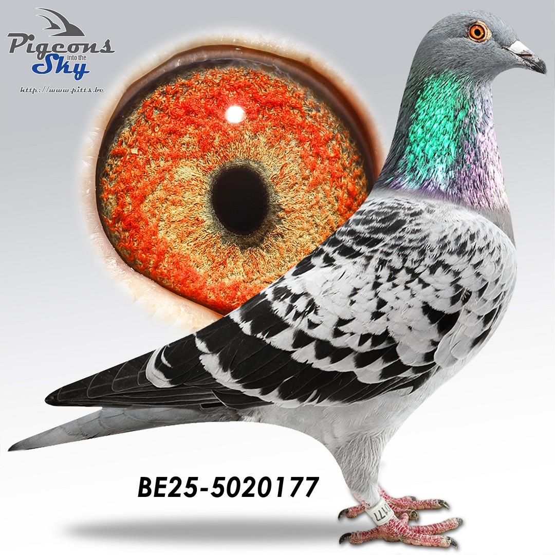 Collectie Steenaerts 177