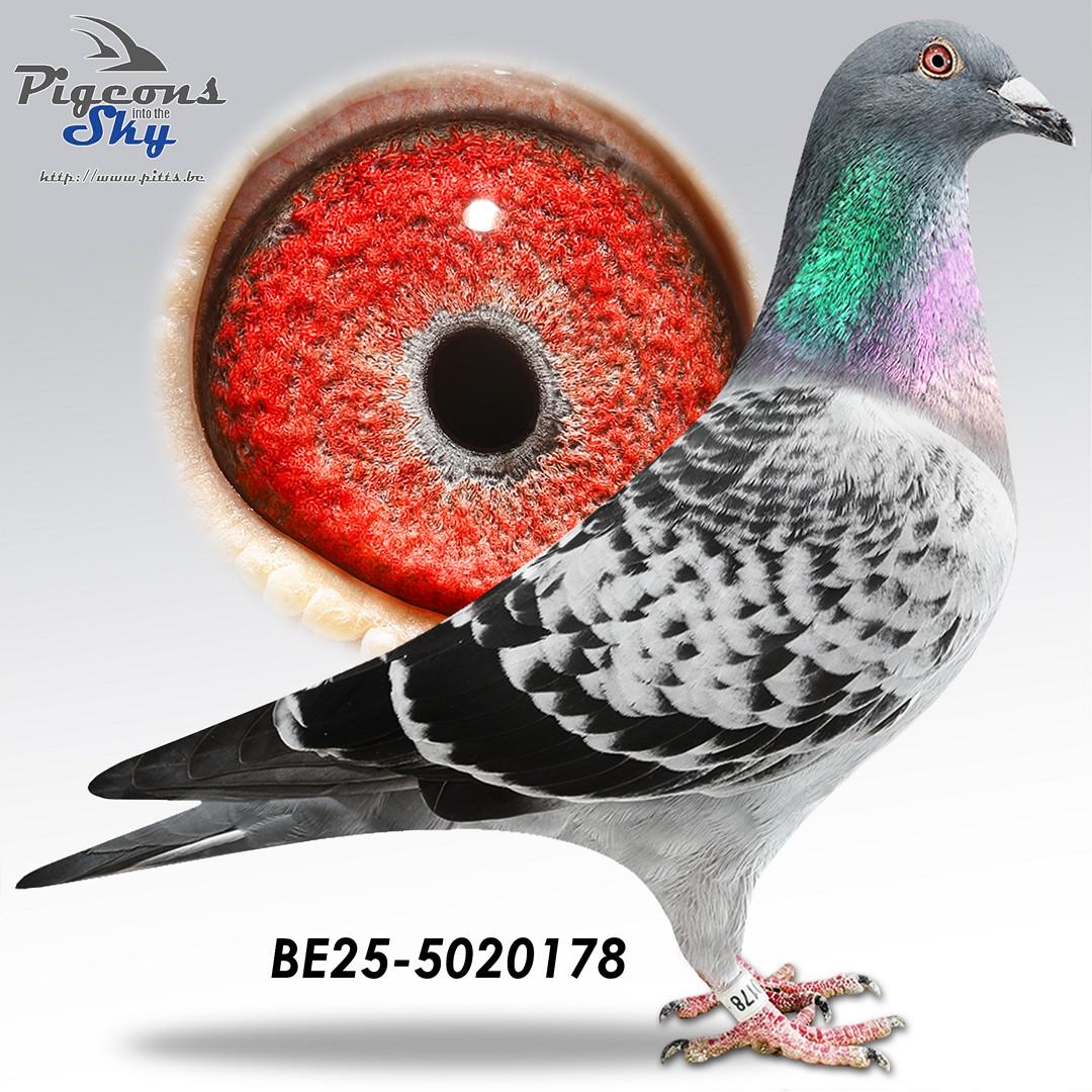 Collectie Steenaerts 178