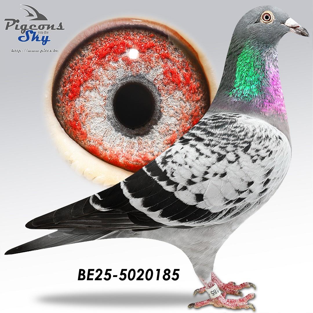 Collectie Steenaerts 185