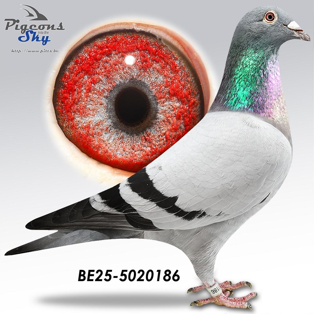 Collectie Steenaerts 186