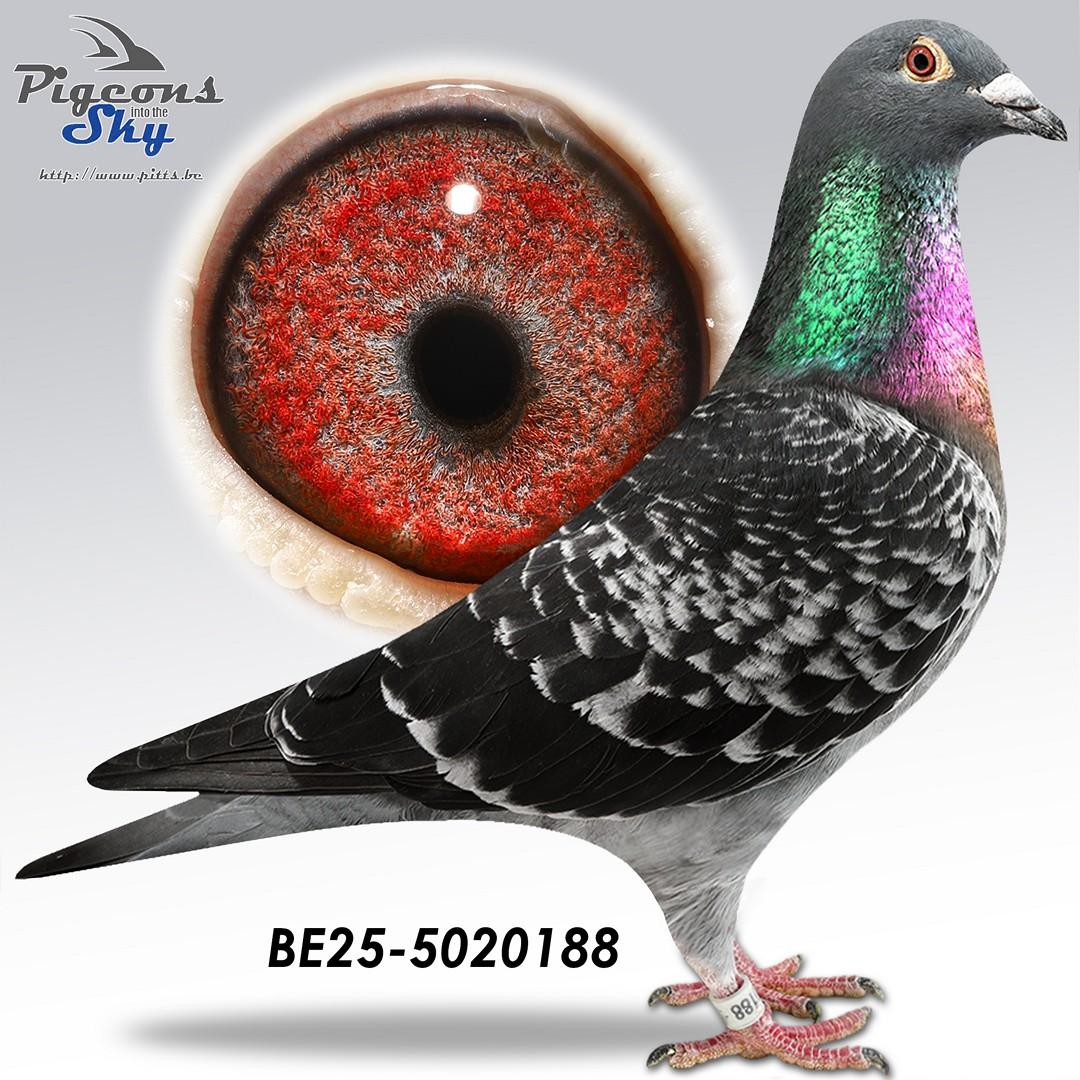 Collectie Steenaerts 188