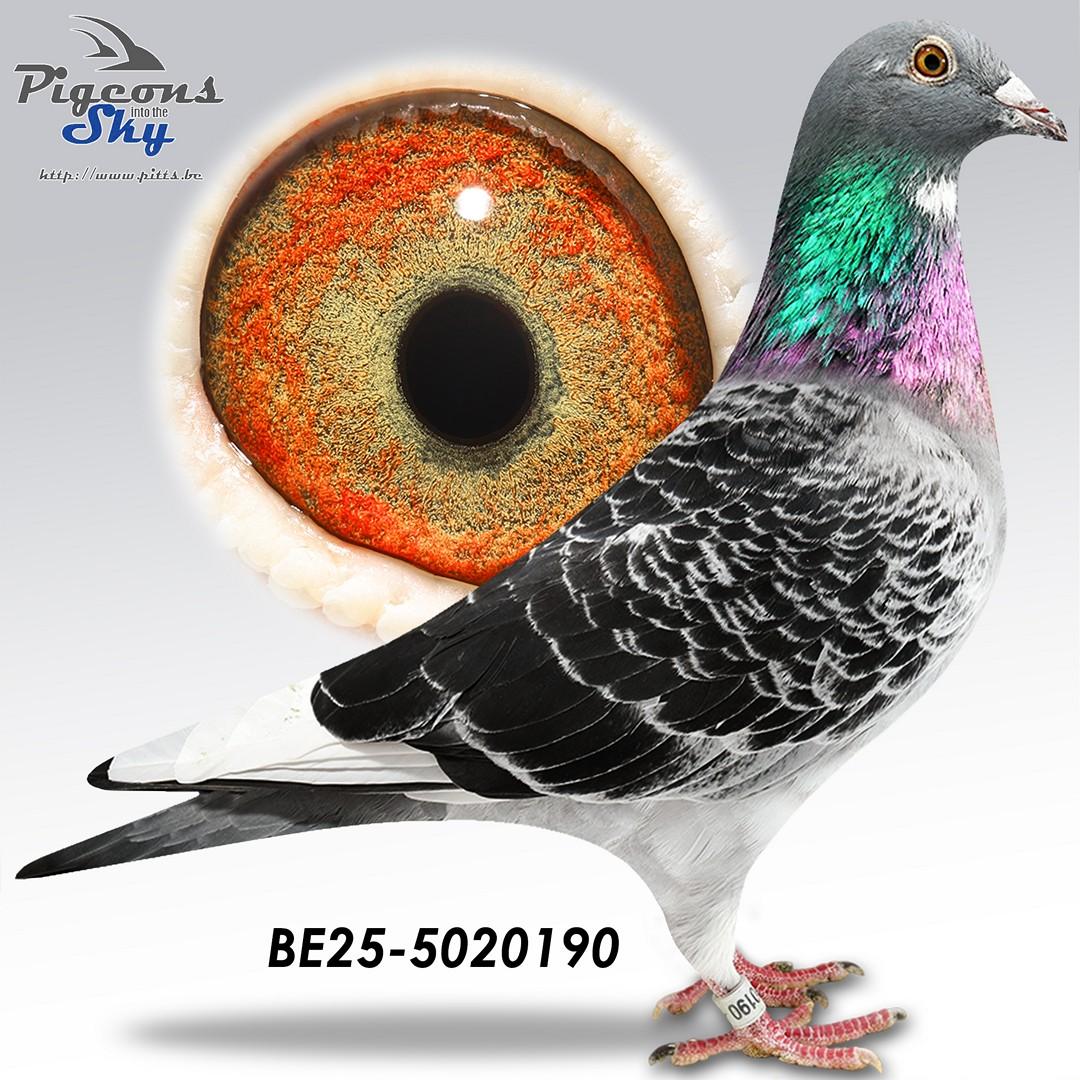 Collectie Steenaerts 190