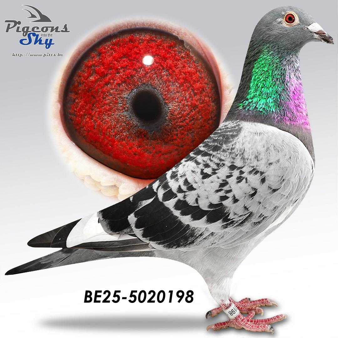Collectie Steenaerts 198