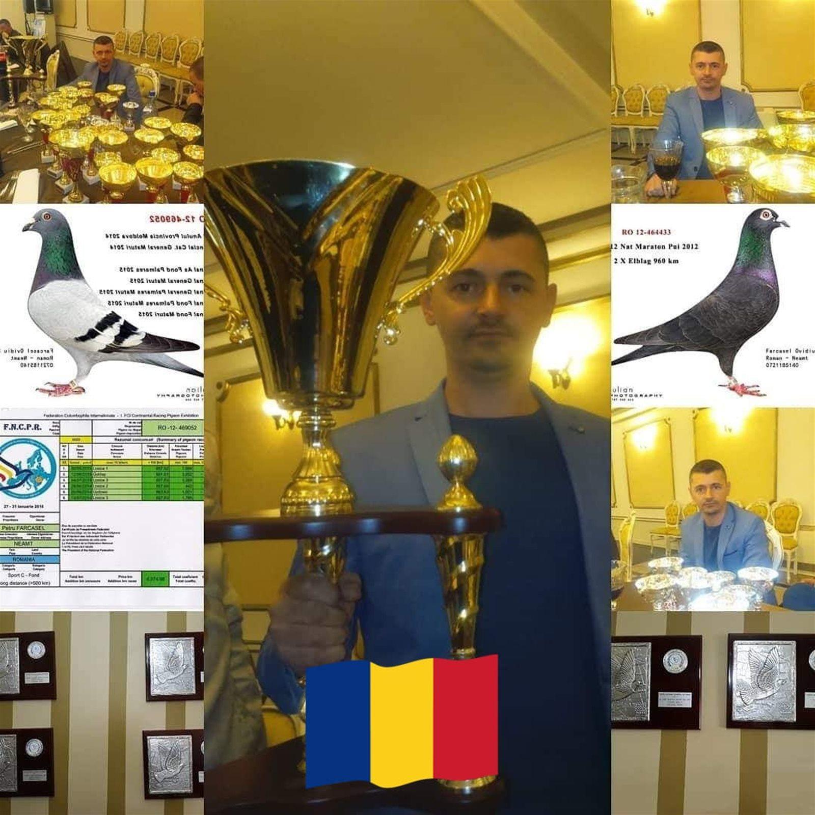 Farcasel Ovidui Sori  Hooglede  Duif ter plaatse