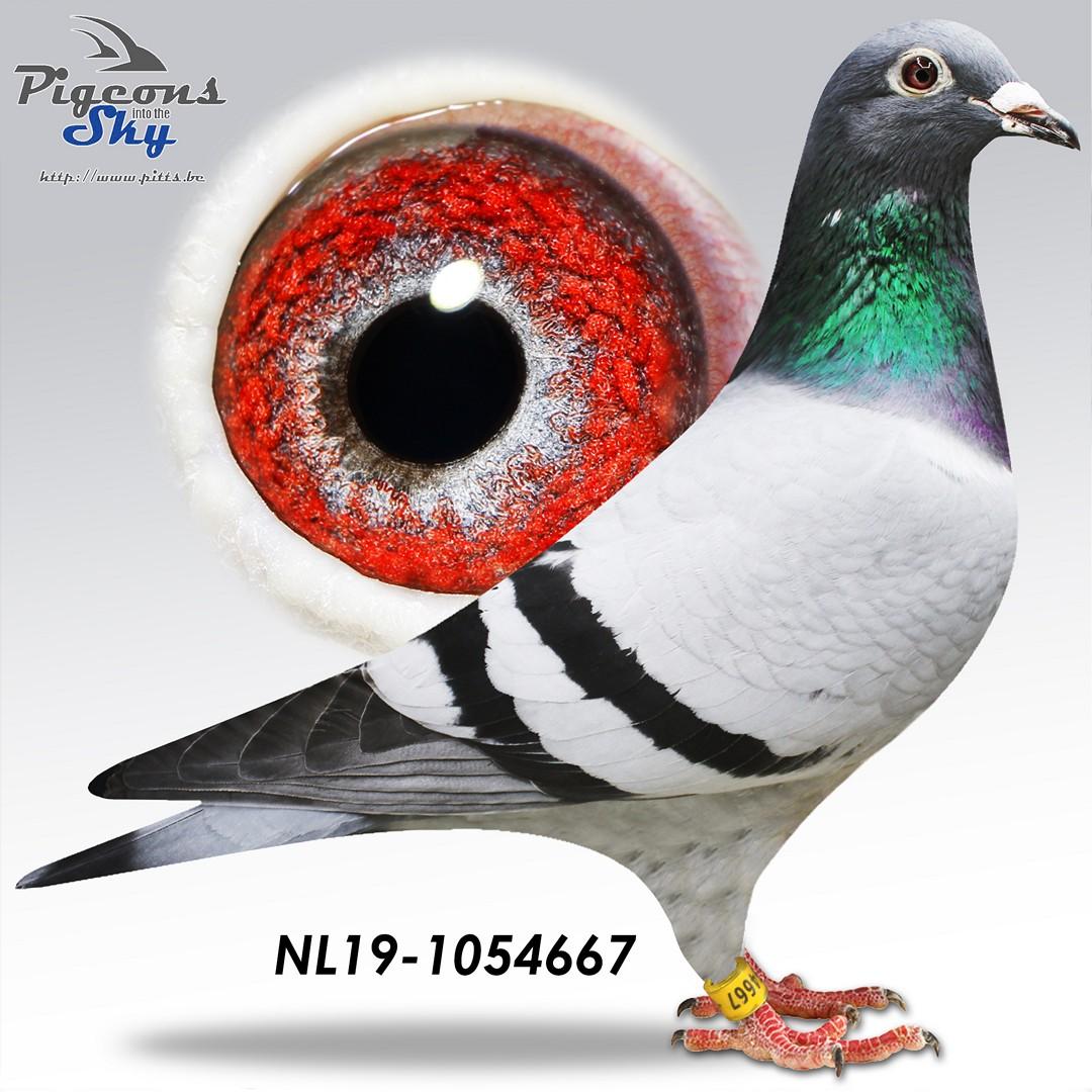 De 667