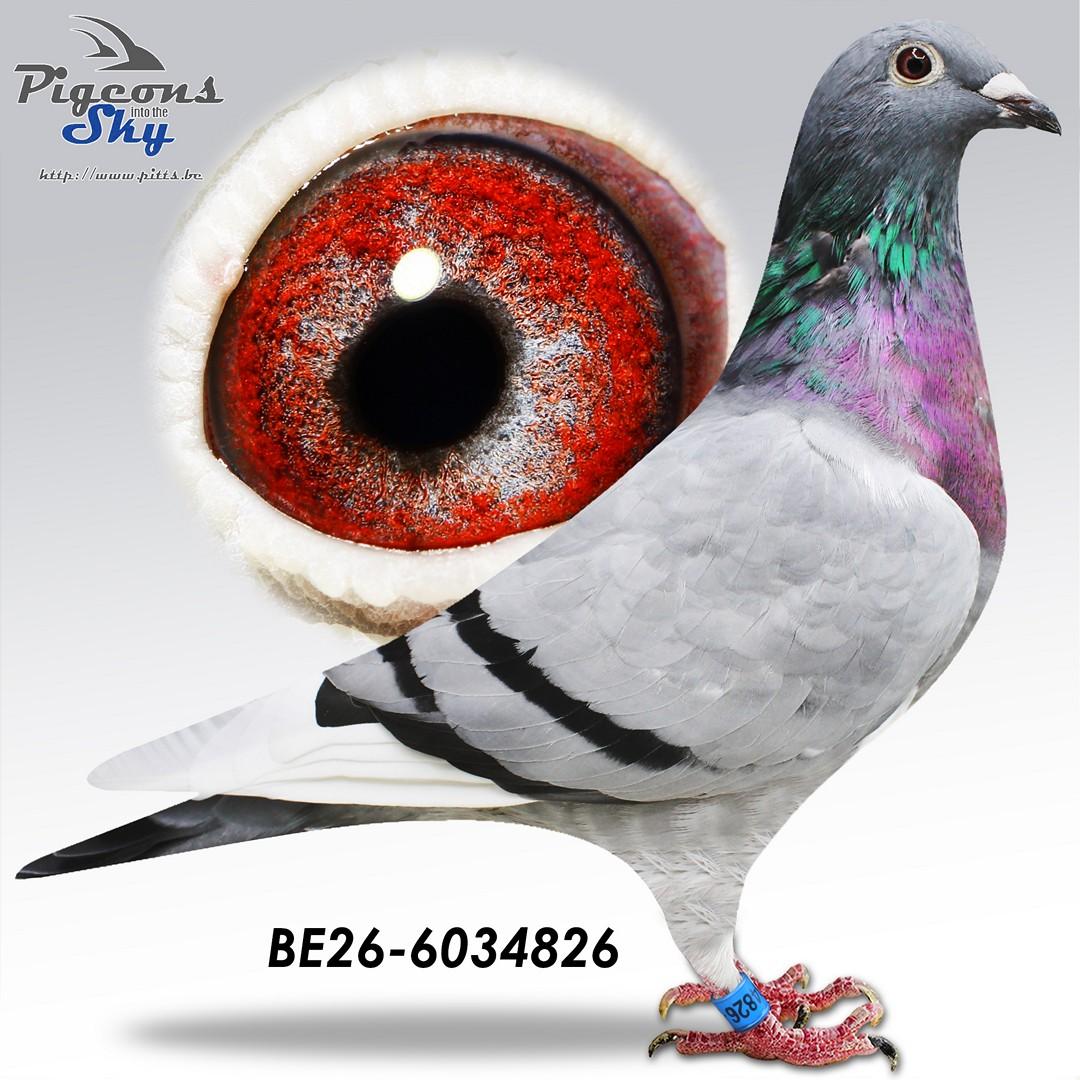 Iwens 826