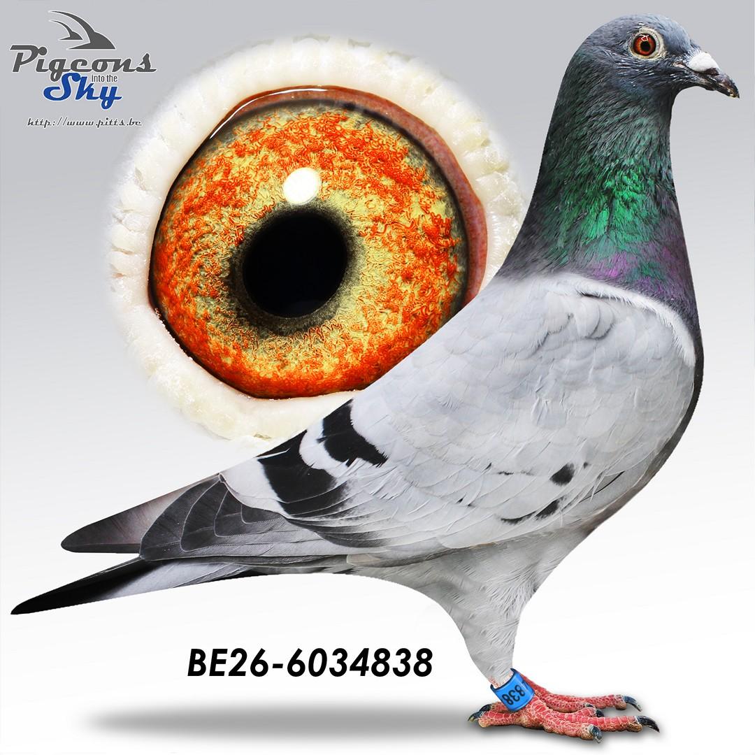 Iwens 838