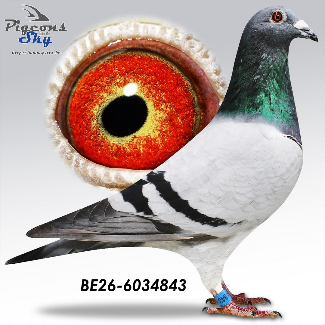 Iwens 843