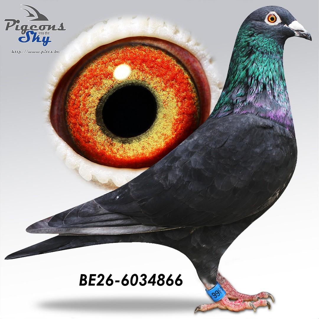 Iwens 866