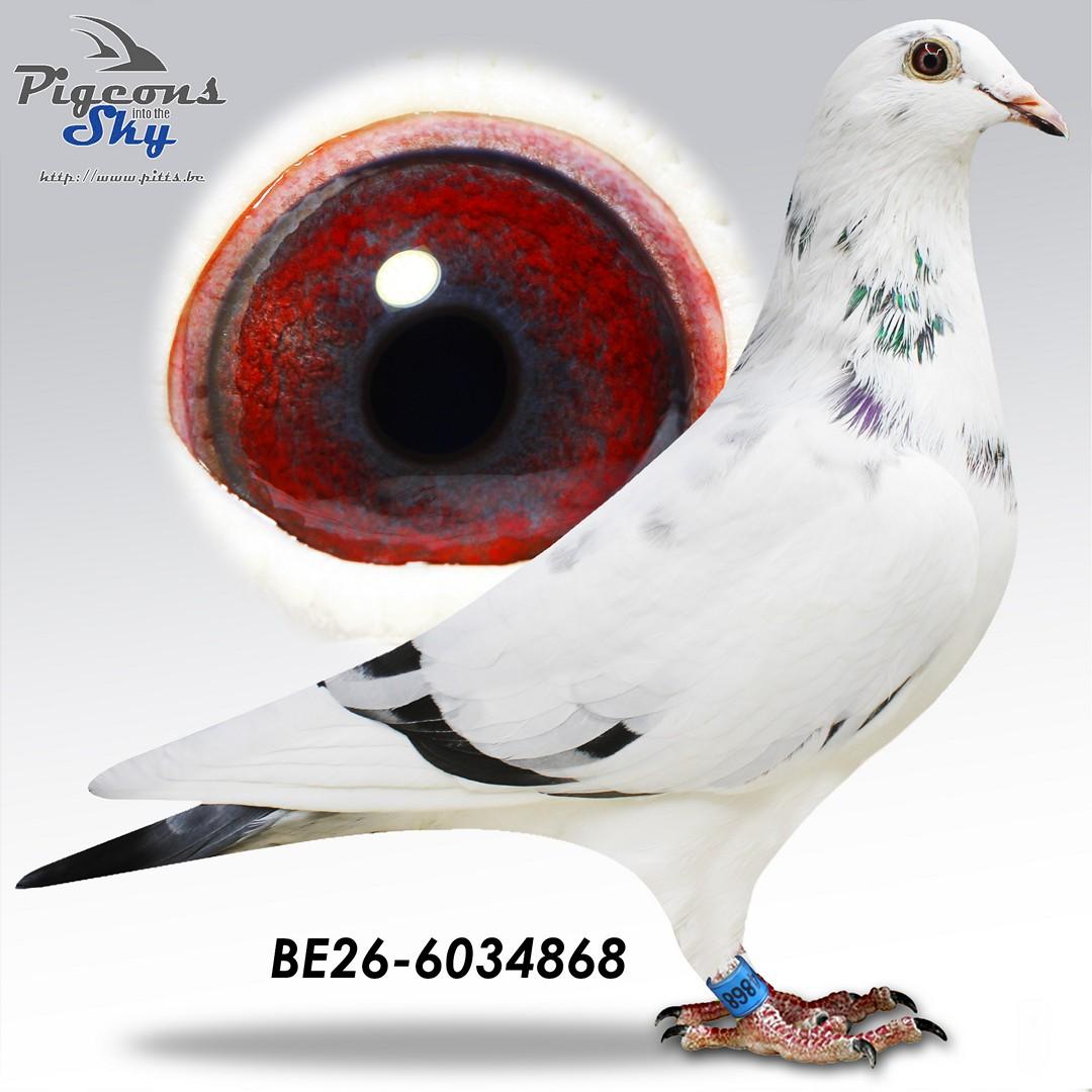 Iwens 868