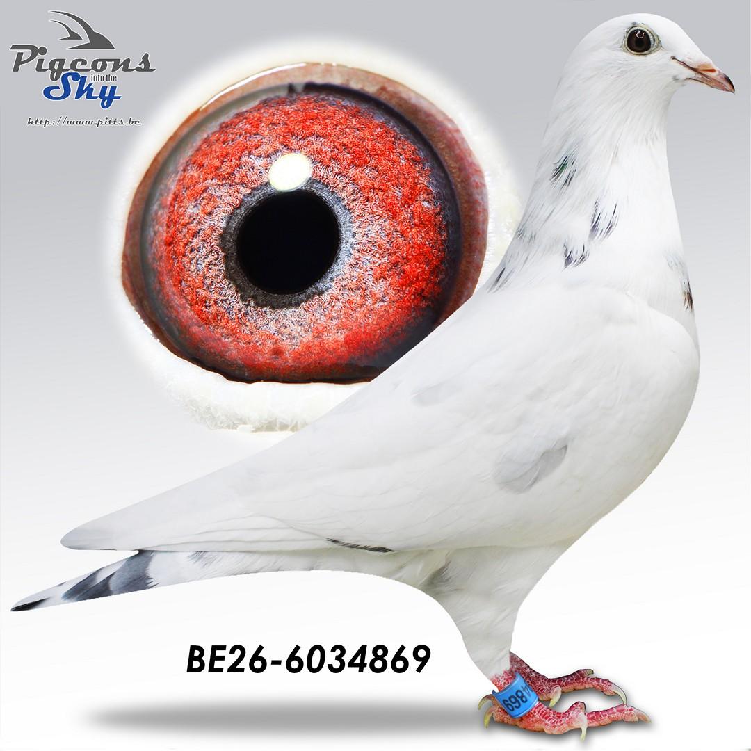 Iwens 869