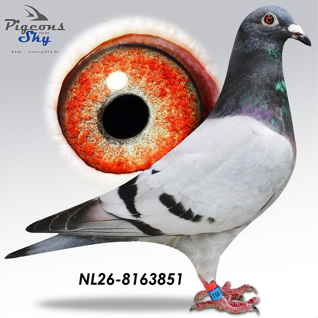 Verhees 851