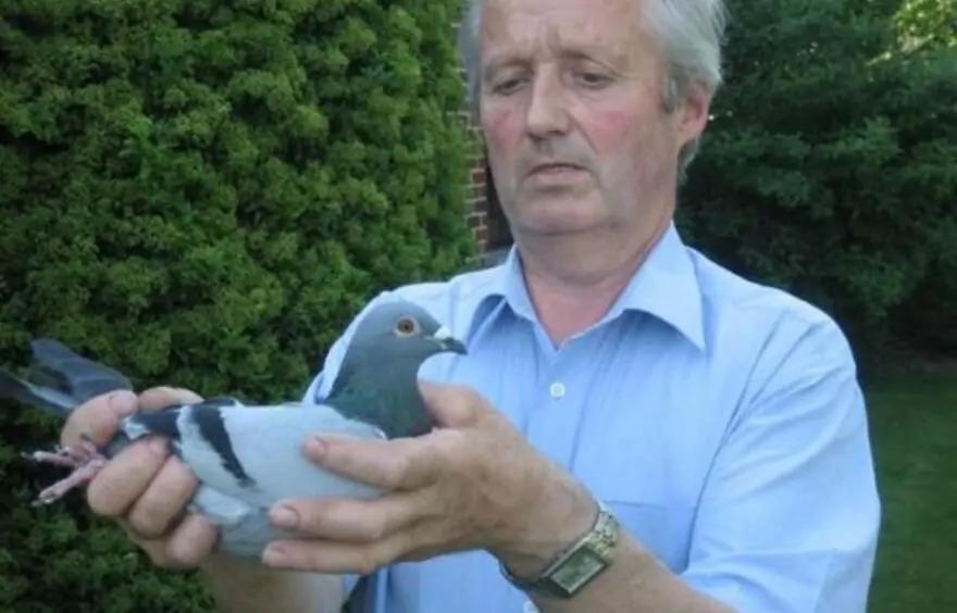 Vermander Lionel  Oekene  Jonge duif op afspraak