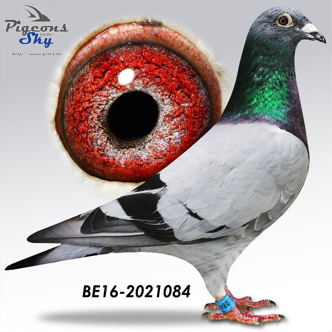 Weemaels "Pareltje" (oude duif gratis bij lot 3)