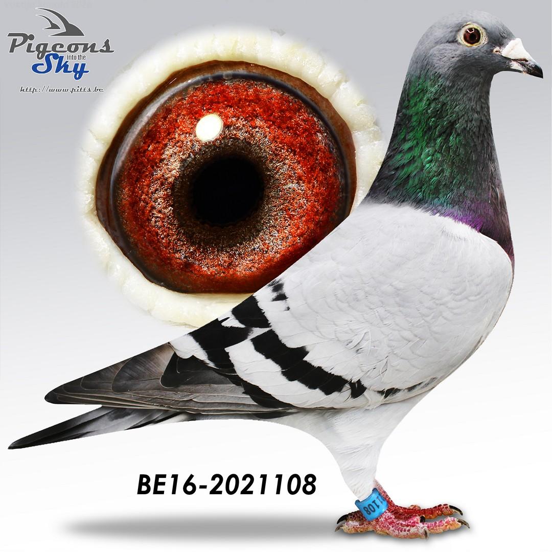 Weemaels "Bolleke" (oude duif gratis bij lot 5)