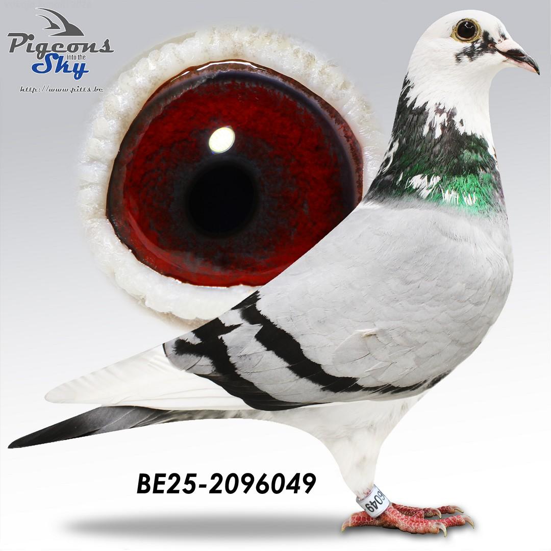Weemaels "Witje"