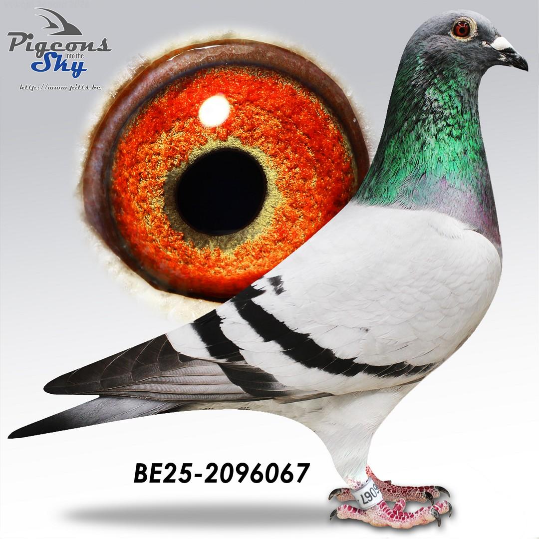 Weemaels "Polly"