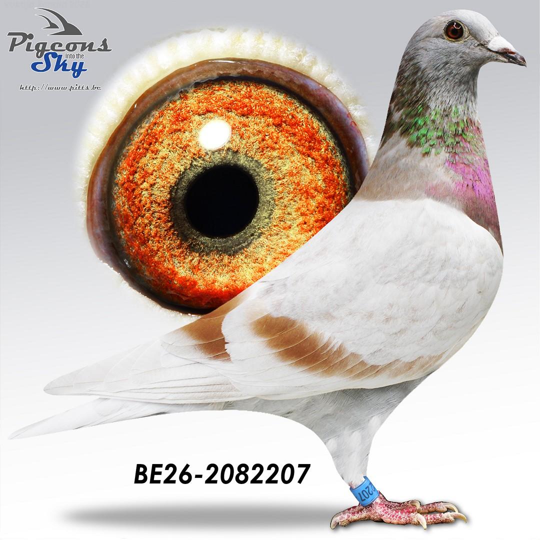 Weemaels "Zoon Bolleke" (moeder gratis: lot 6)