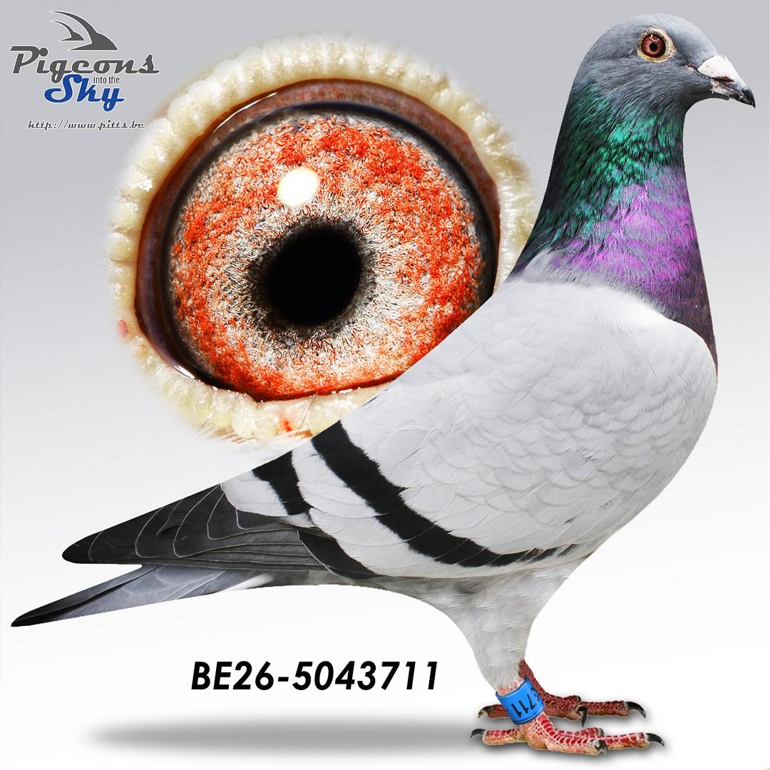 Vanbrabant "711"