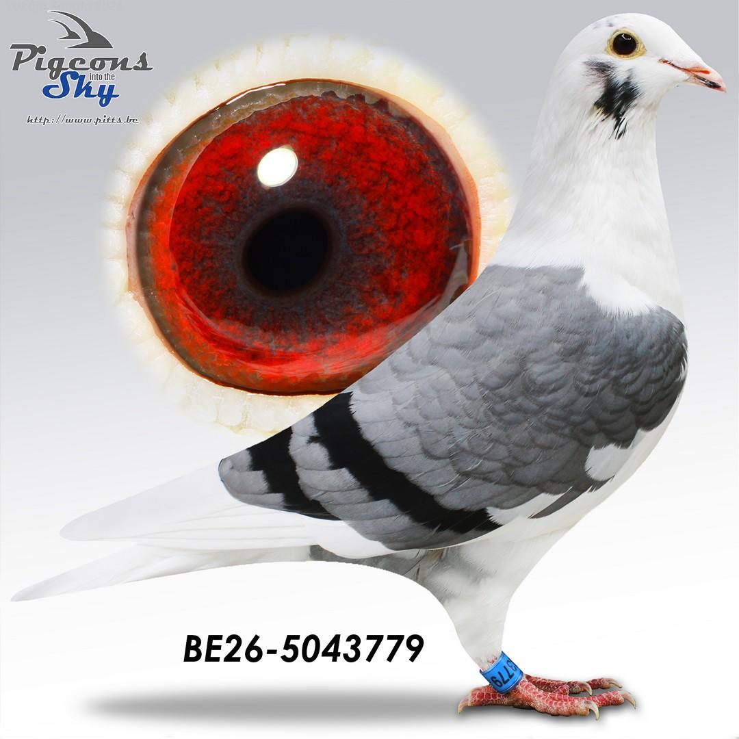 Vanbrabant "779"