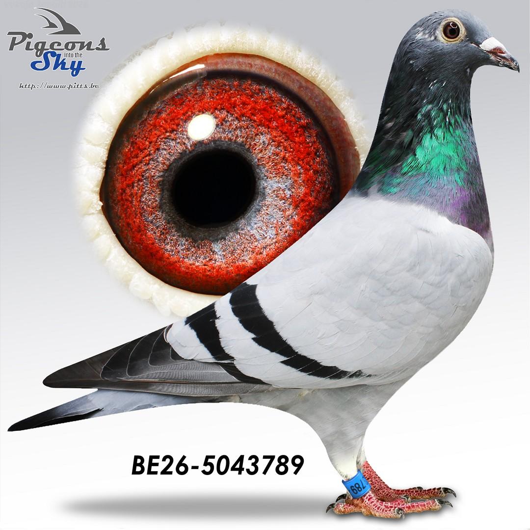Vanbrabant "789"