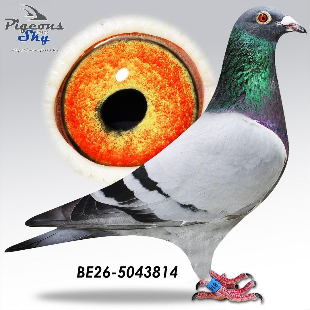 Vanbrabant "814"