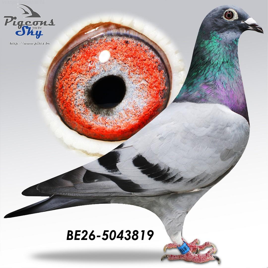 Vanbrabant "819"
