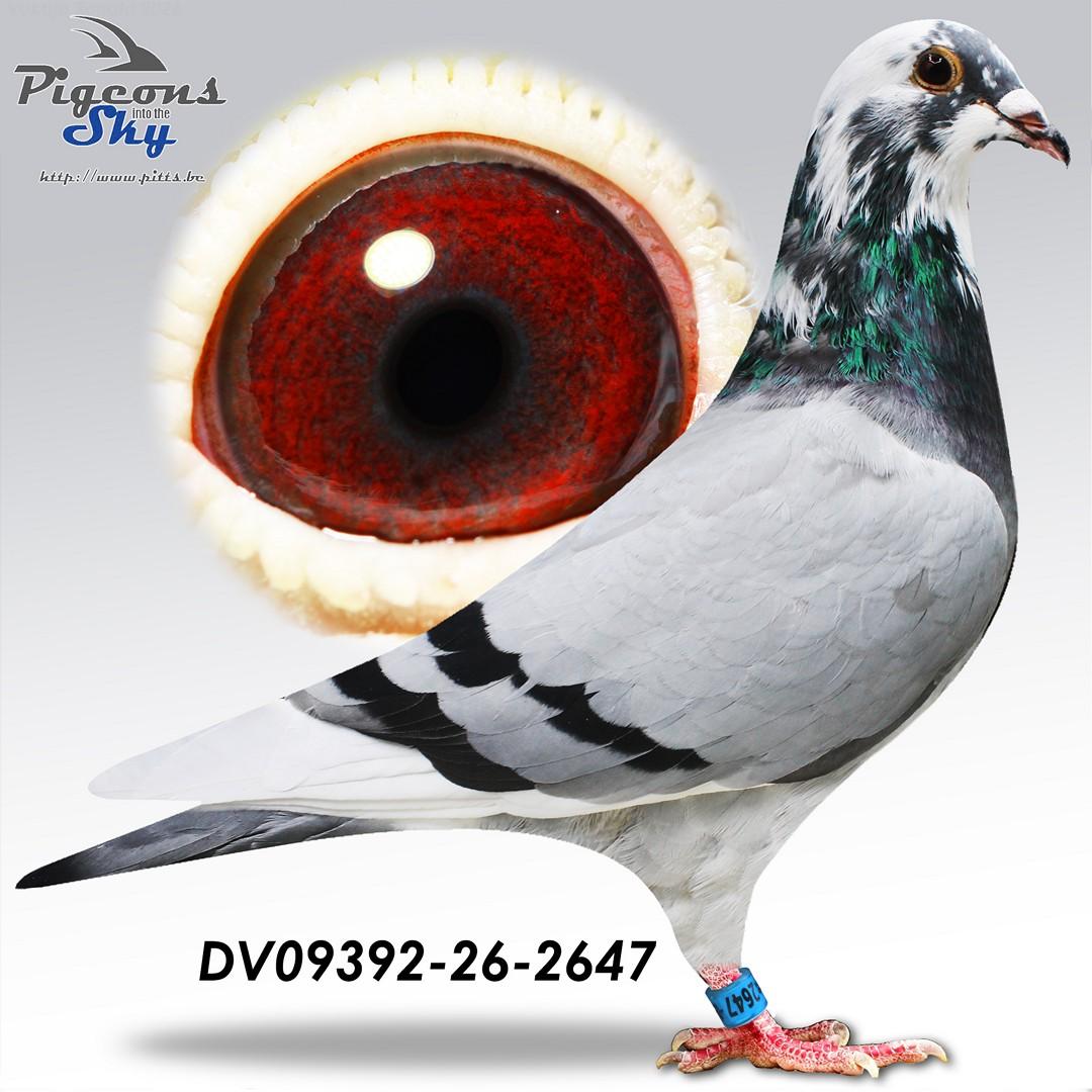 Wuest "2647"