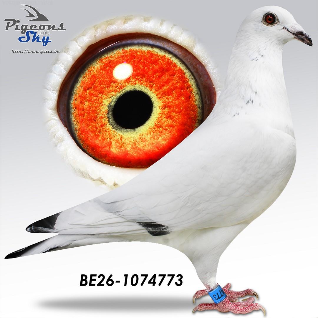 Vitesse "Blizzard Grizzle 773"