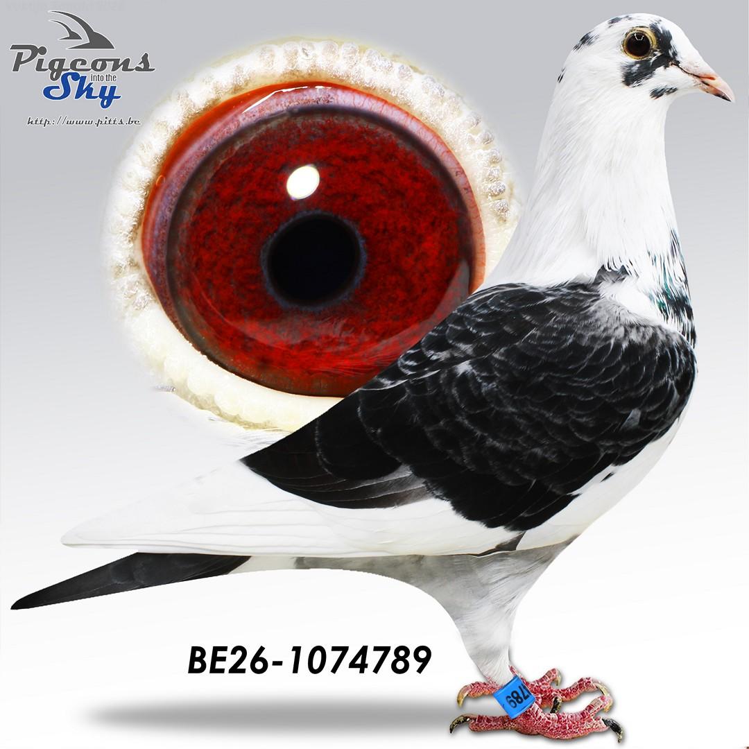 Vitesse "Blizzard Bonte 789"