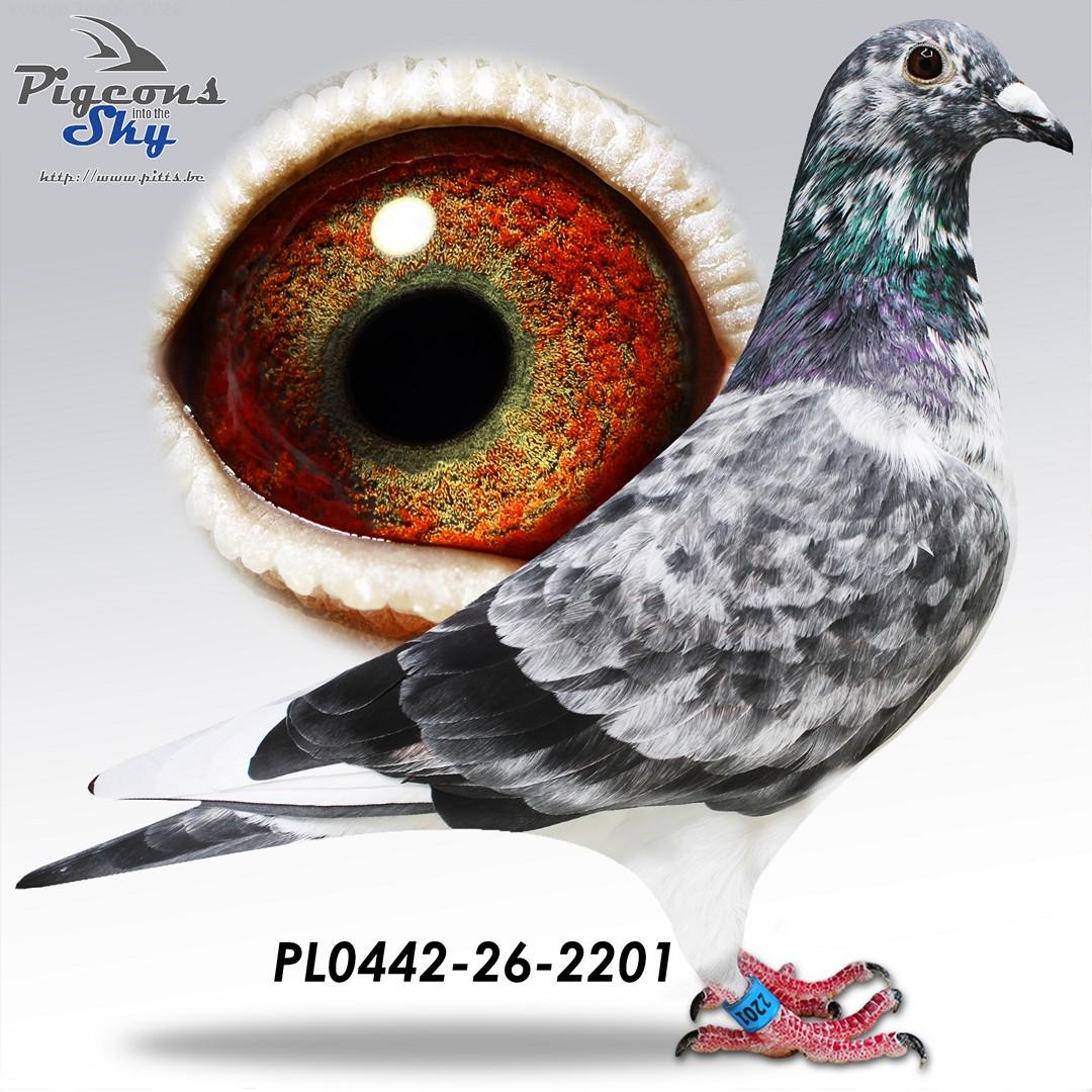 Vitesse "Angel Pit"