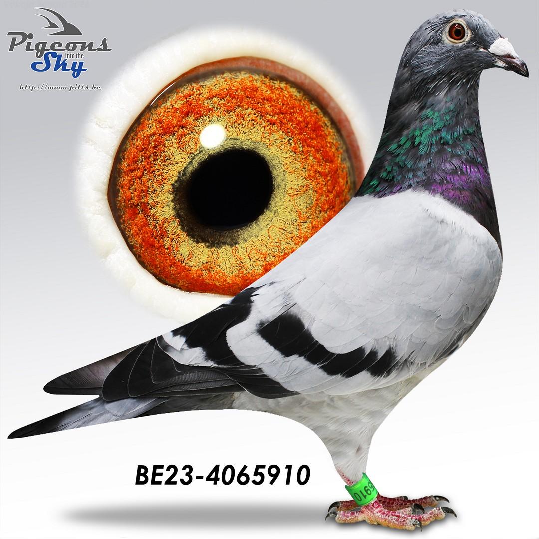 Lambrecht "910" 6x 1ste