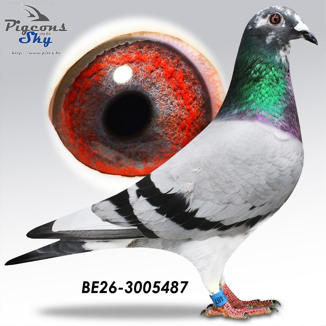 Lingier "Olympic Rico 487-26"