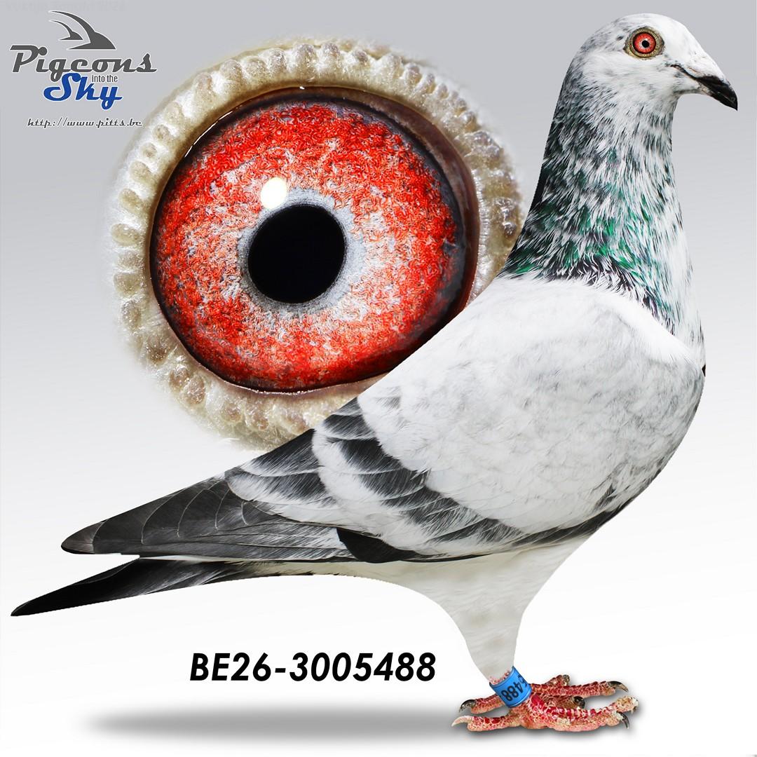 Lingier "Olympic Rico 488-26"