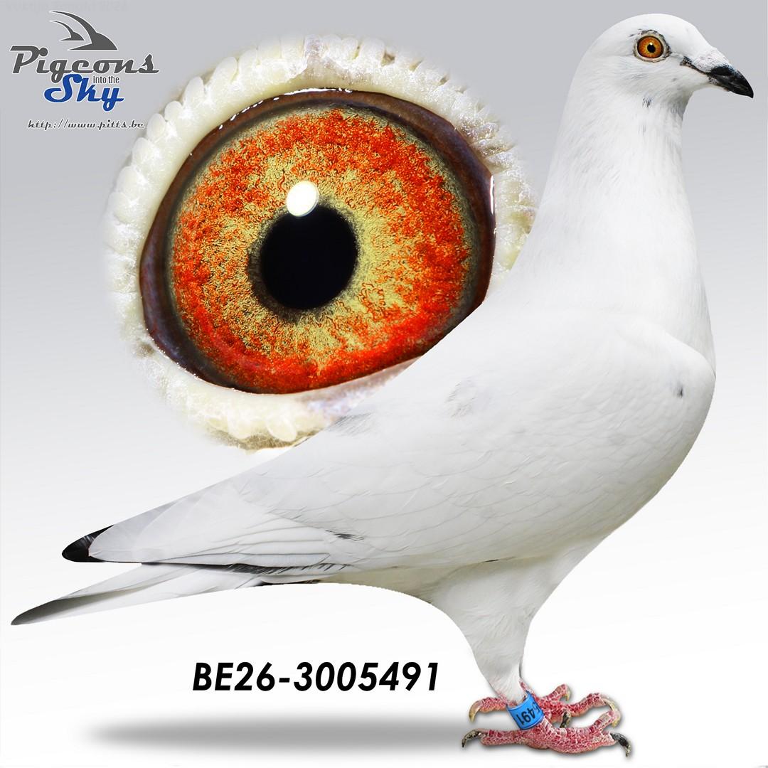 Lingier "Blizzard Kittel 491"