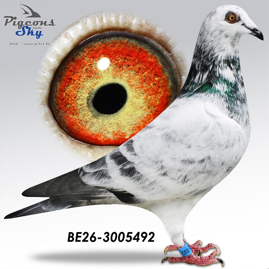 Lingier "Olympic Rico 492-26"
