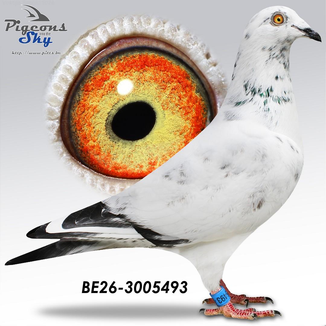 Lingier "Olympic Rico 493-26"