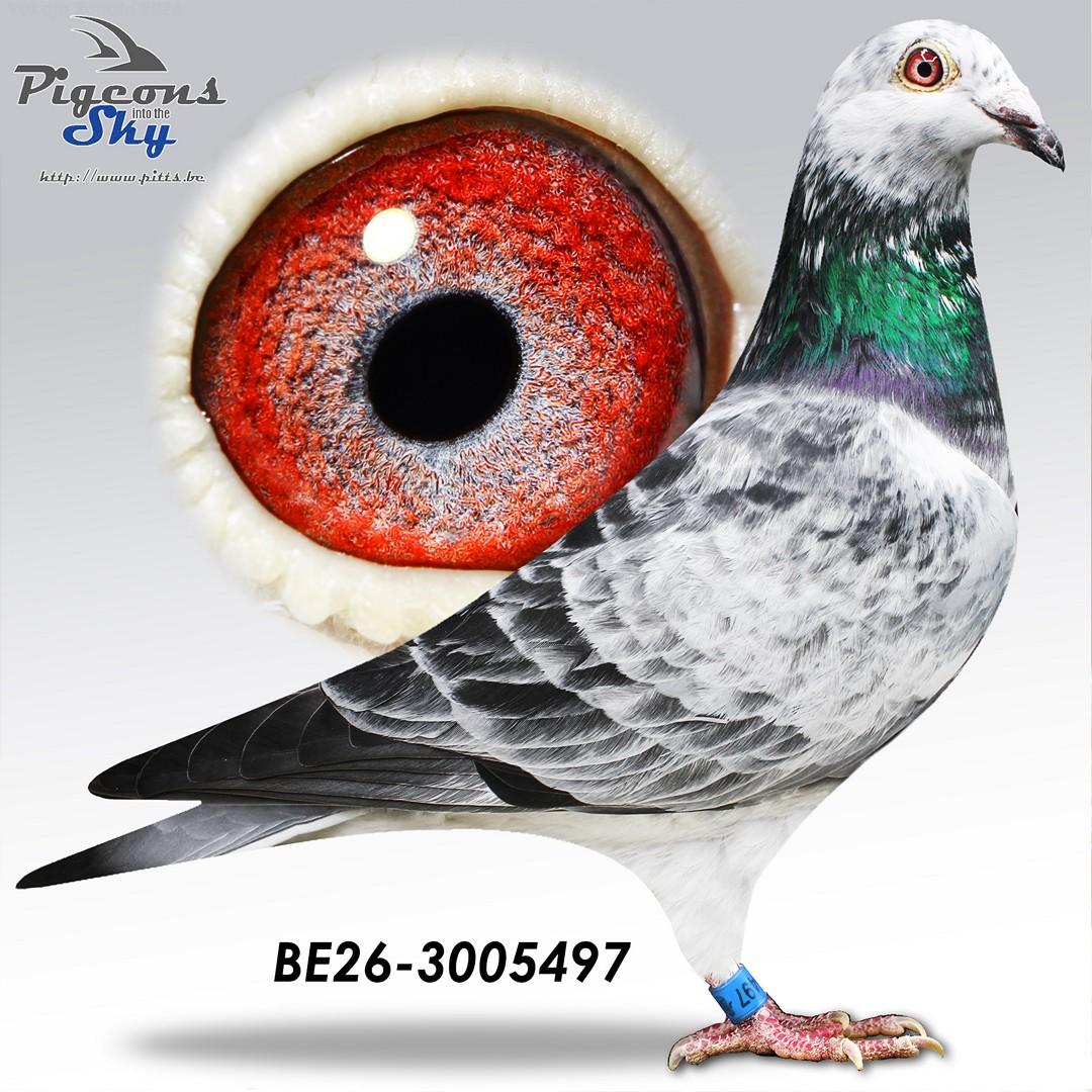 Lingier "Olympic Rico 497-26"