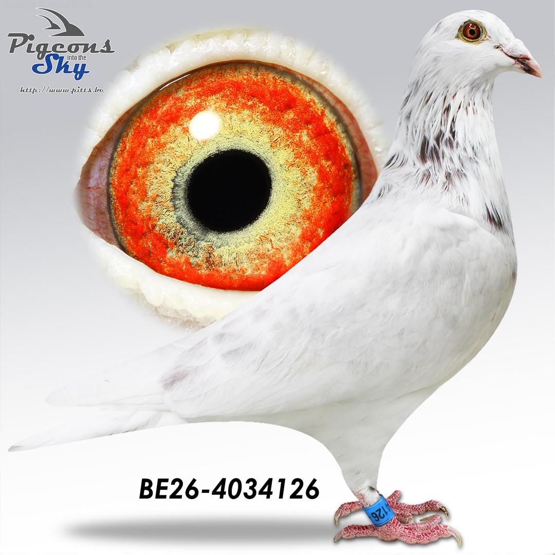 Van Herreweghe "Nestbrother 125"