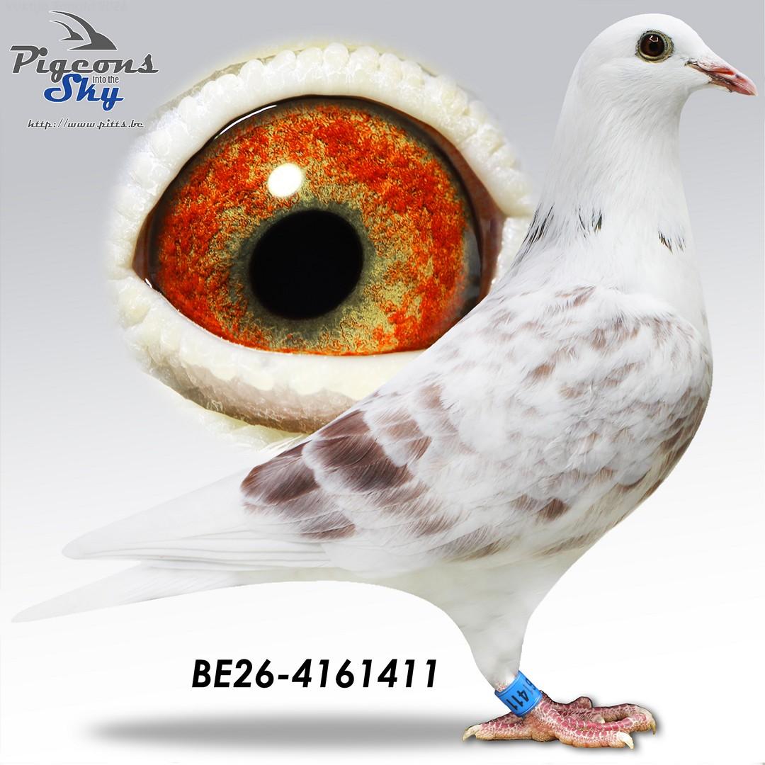 Van Herreweghe "Gr. Child Steven 411"