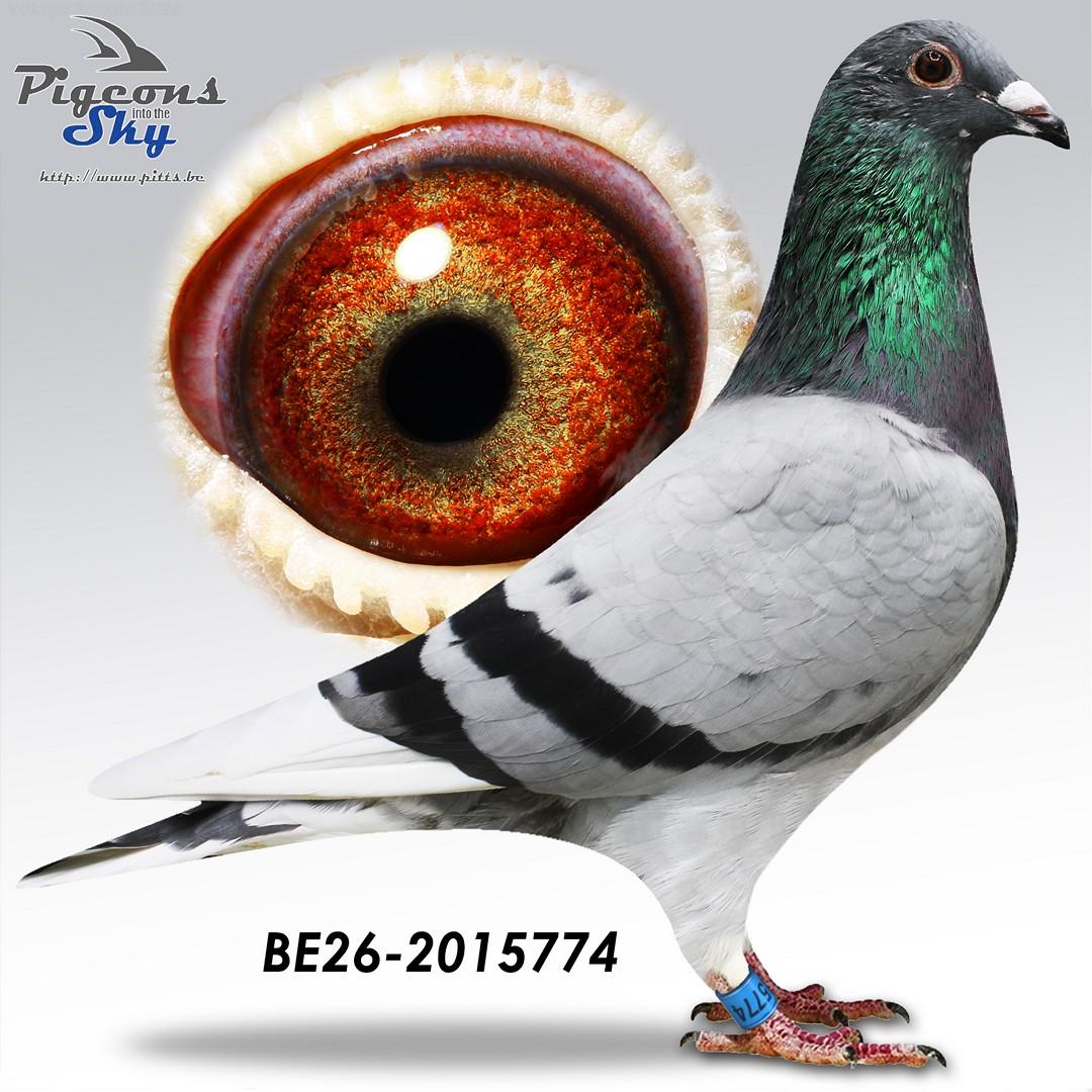 Cloetens "774"