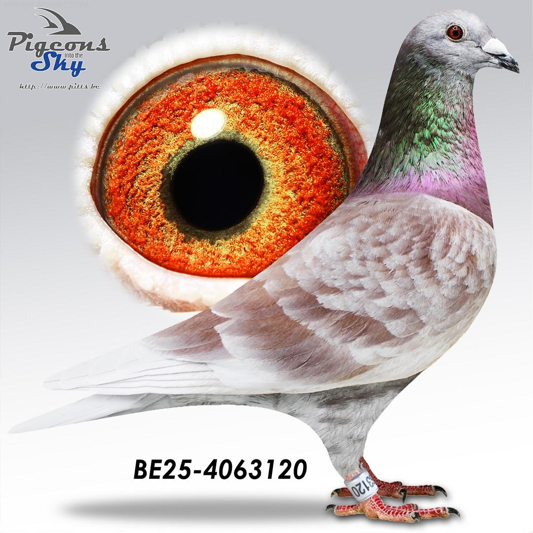 Logghe "120"