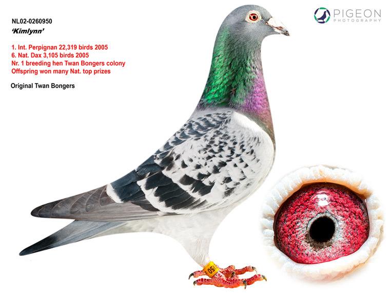 Bongers "105" - Familie