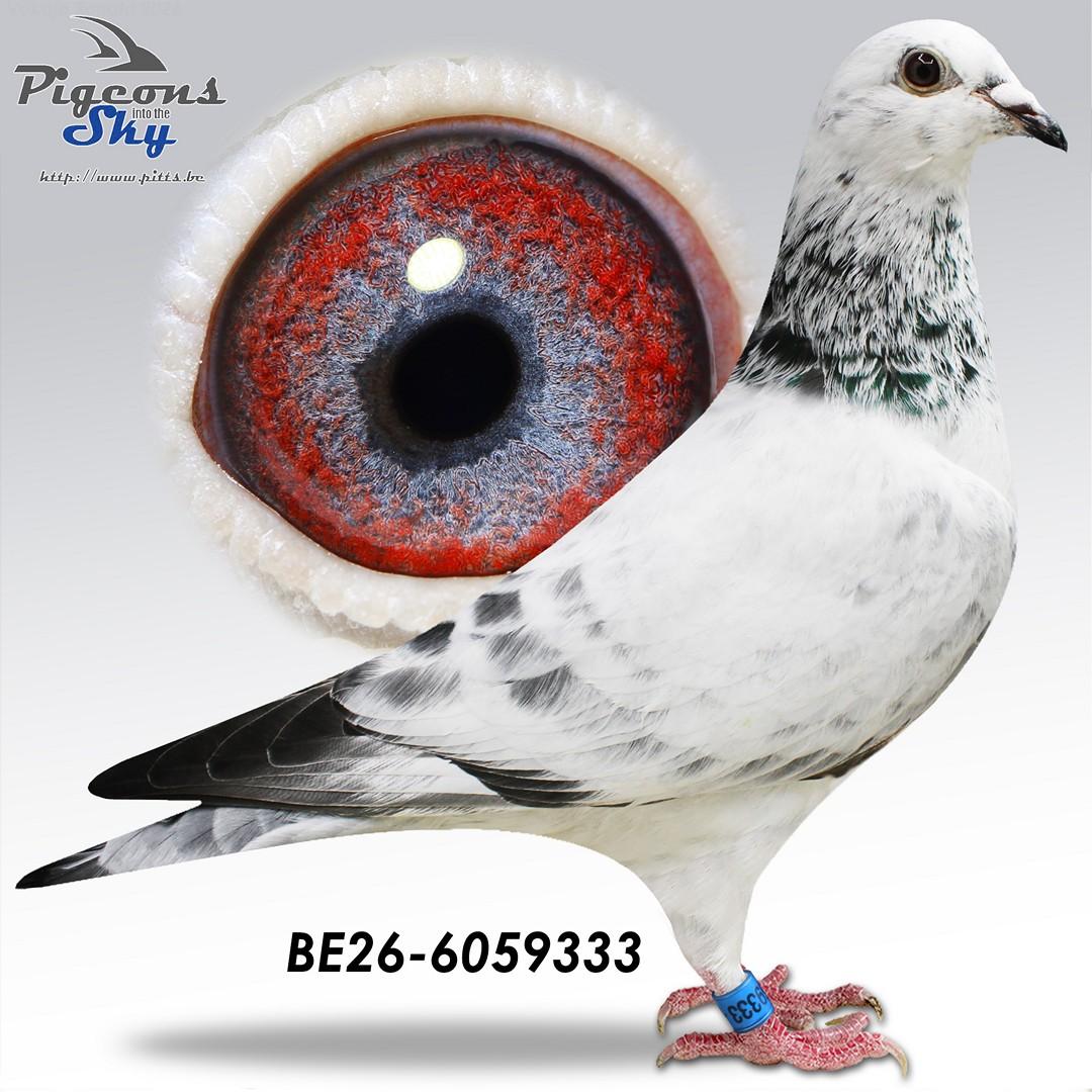 Van Reeth "Olympic Robin 333"