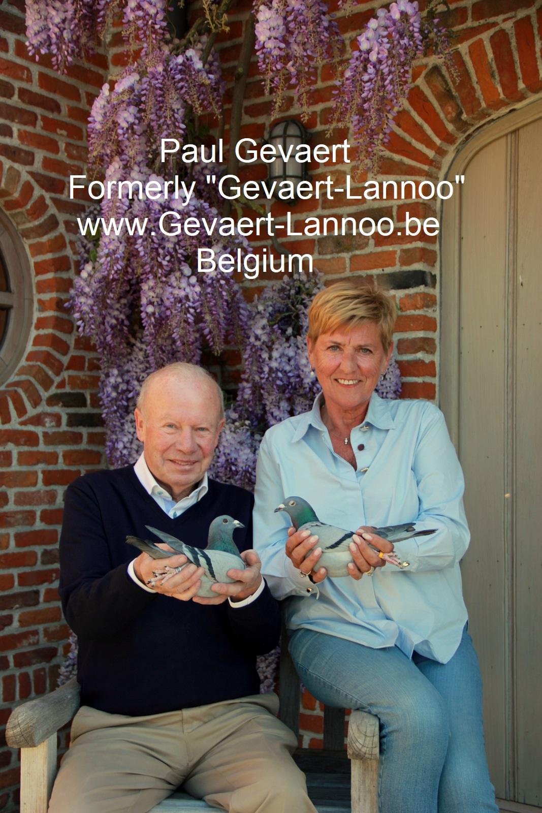 GEVAERT PAUL, MEIGEM - duif ter plaatse - Family